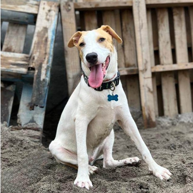 Carlitos, a Adoptable mixed breed in Las Jarretaderas, NAY image 1/6