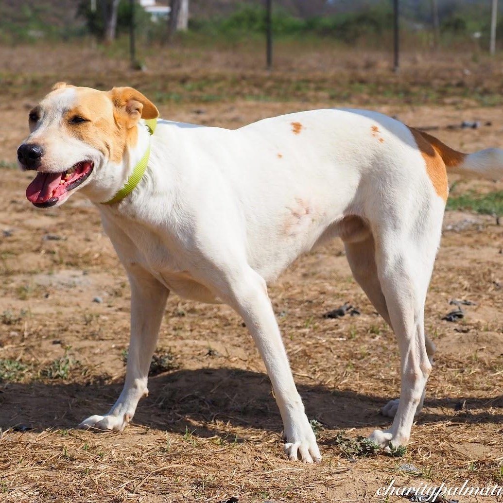 Enlarge Carlitos, a Adoptable mixed breed in Las Jarretaderas, NAY image 2/6