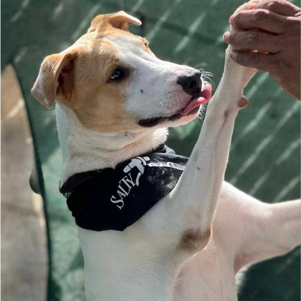 Carlitos, a Adoptable mixed breed in Las Jarretaderas, NAY image 3/6