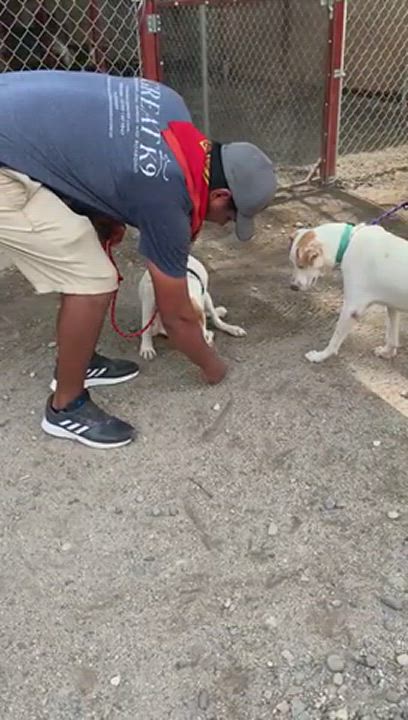 Carlitos, an adoptable Mixed Breed in Las Jarretaderas, NAY_image-1