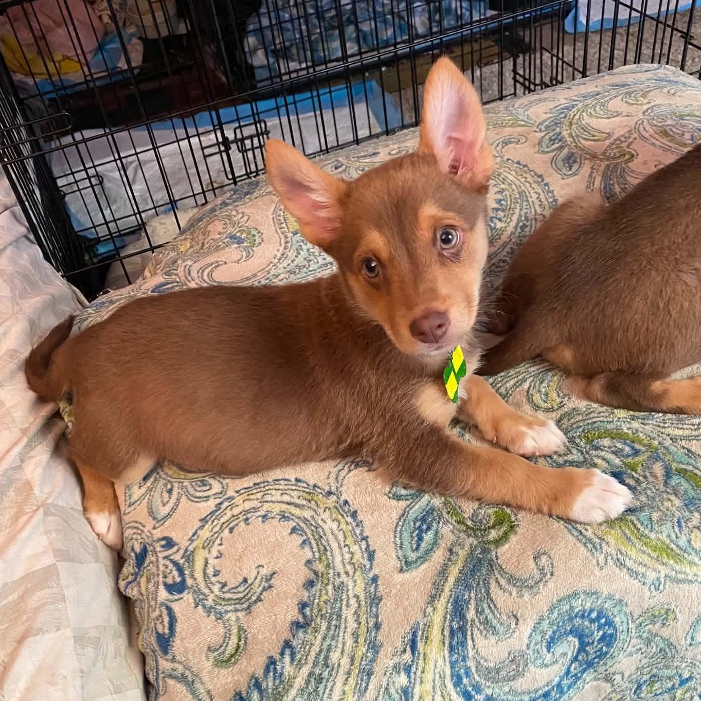 Enlarge Carl, a Adopted mixed breed in Antioch, CA image 1/1
