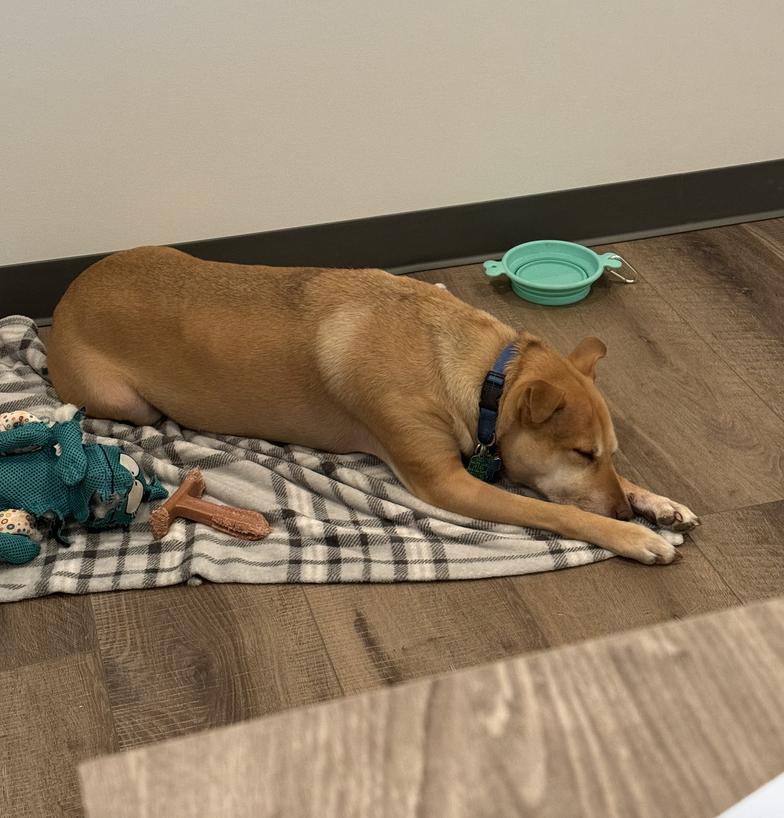 Shiloh — thumbnail 5