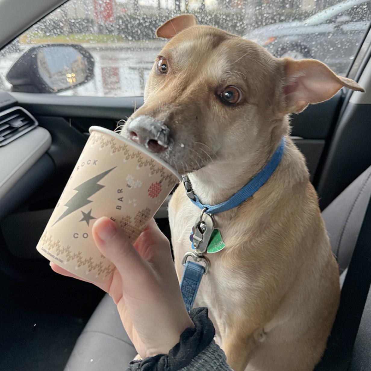 Shiloh — thumbnail 6