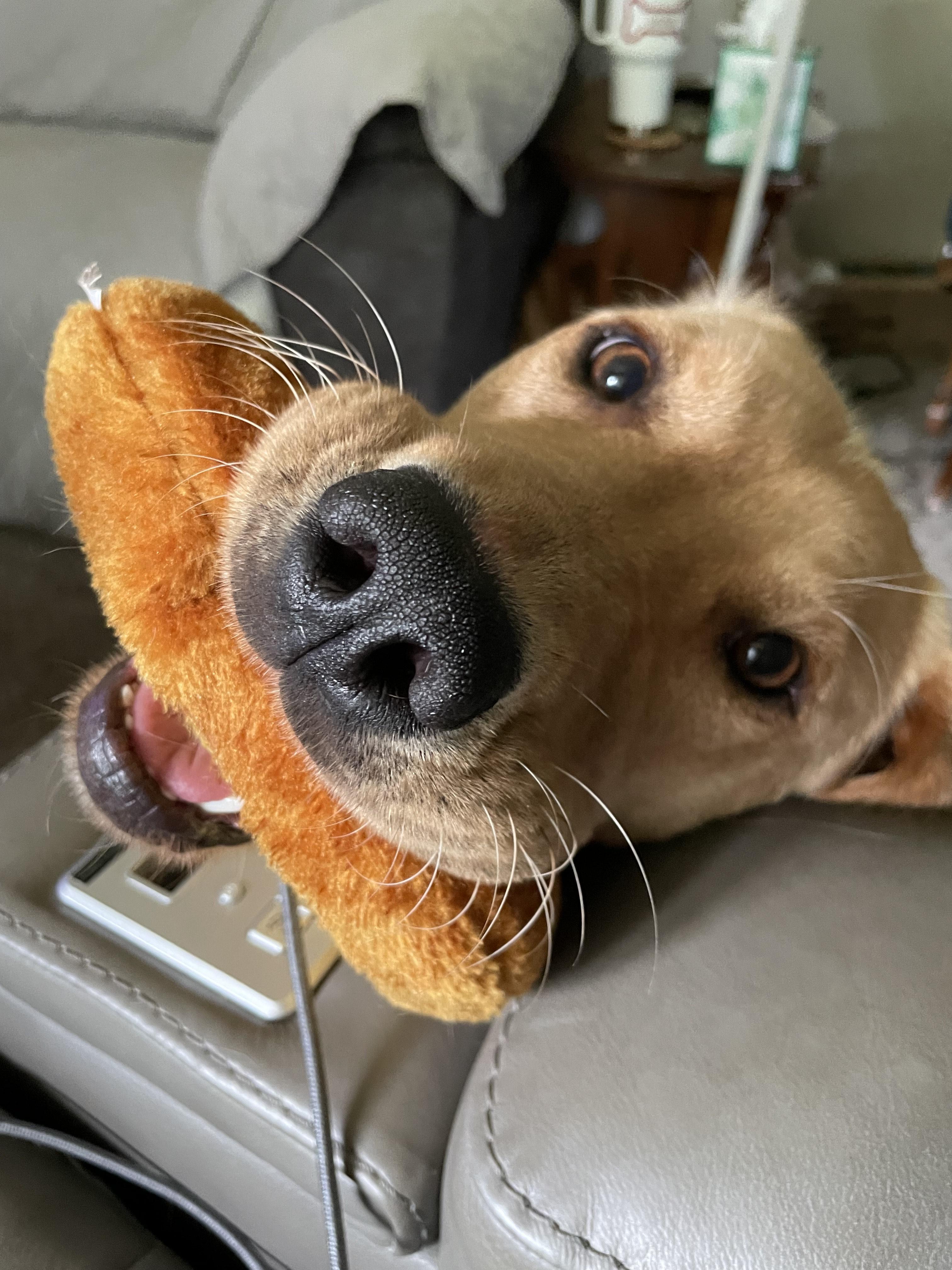 Enlarge Mocha, a Adopted mixed breed in Minnetonka, MN image 1/5