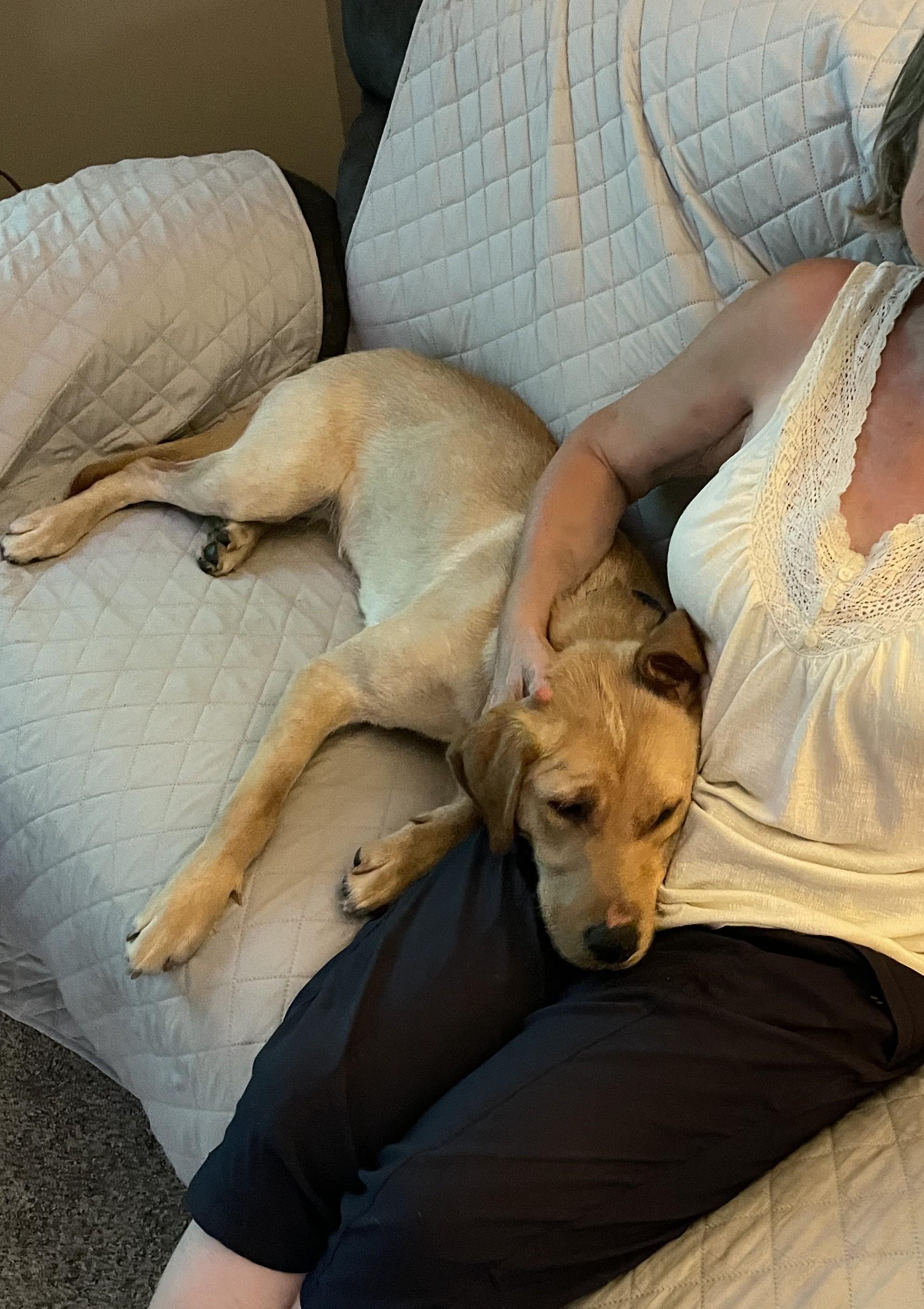 Enlarge Mocha, a Adopted mixed breed in Minnetonka, MN image 2/5