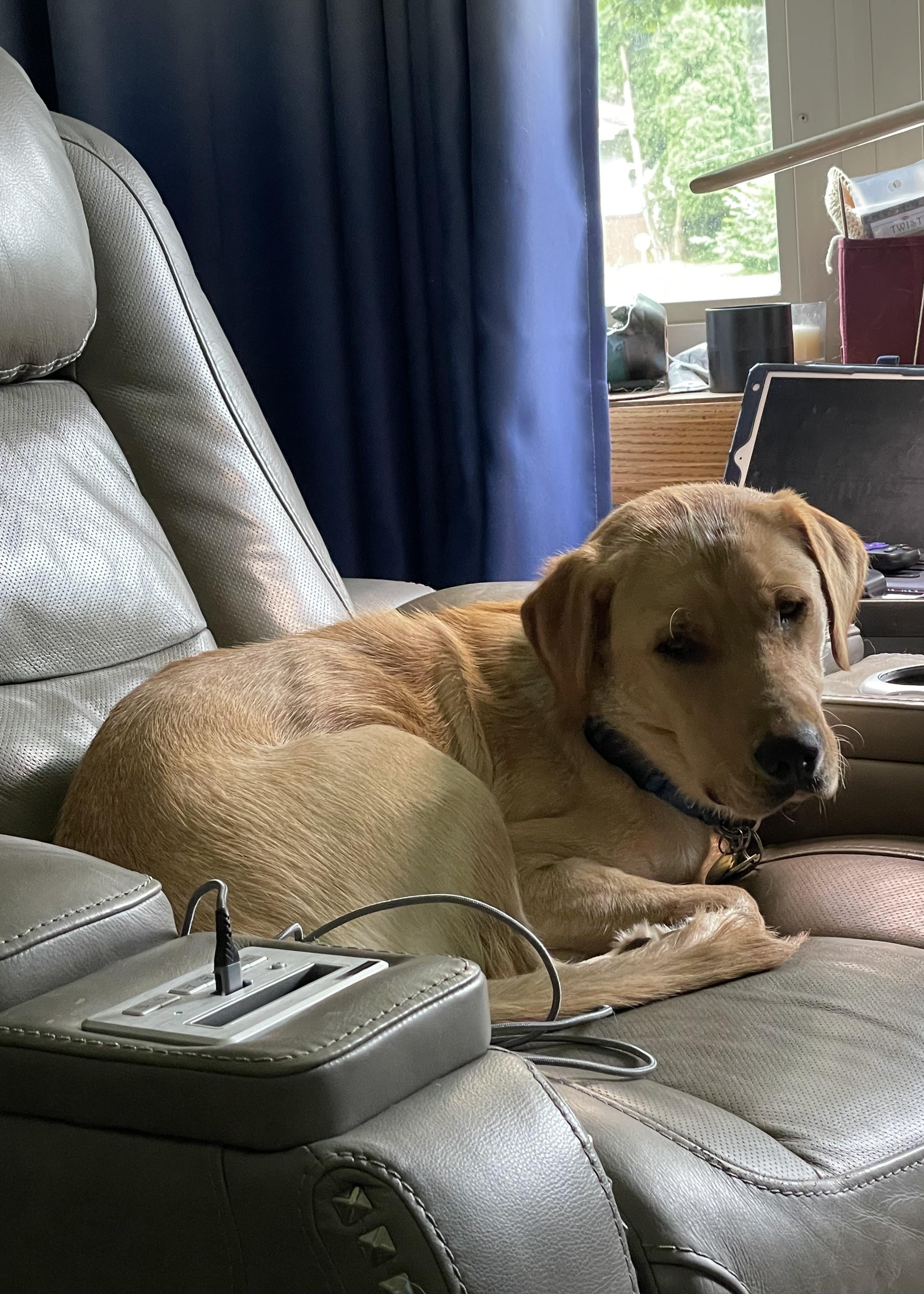 Enlarge Mocha, a Adopted mixed breed in Minnetonka, MN image 3/5