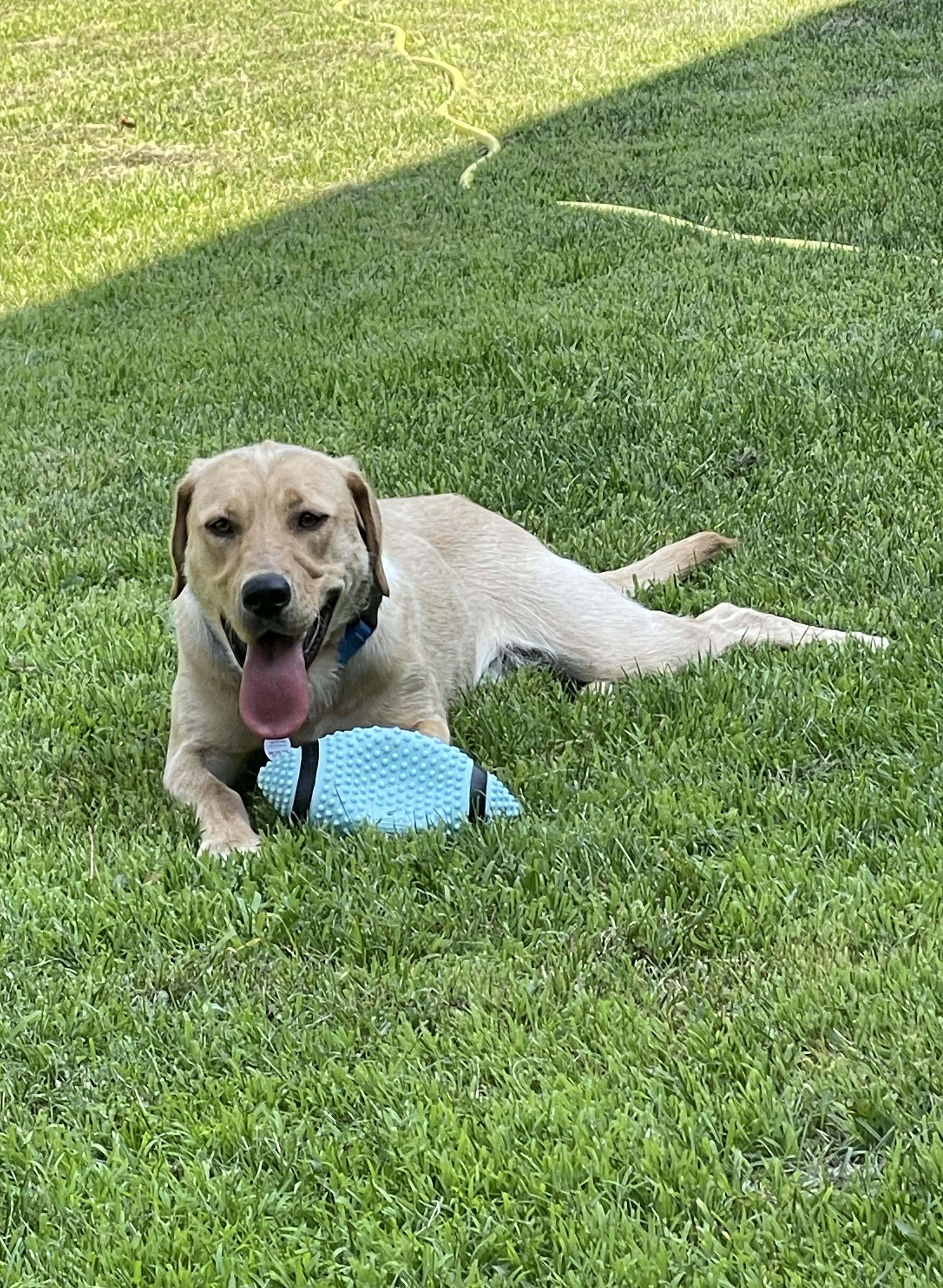 Enlarge Mocha, a Adopted mixed breed in Minnetonka, MN image 5/5
