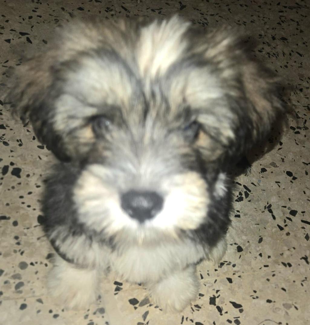 MELVIN "The Little Fluffy Litter #3" ( Currently in Puerto Rico), adopted, Puppy Male Shih Tzu.