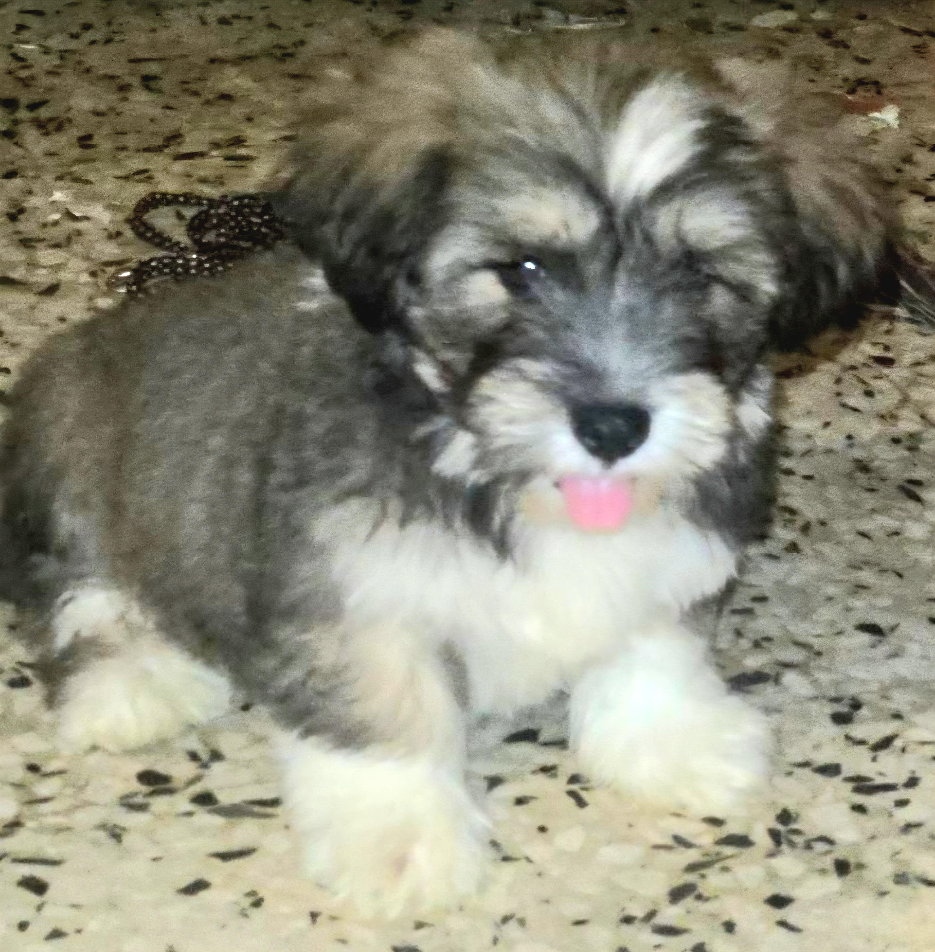 Enlarge MELVIN "The Little Fluffy Litter #3" ( Currently in Puerto Rico), an adopted Shih Tzu in New York, NY image 2/2