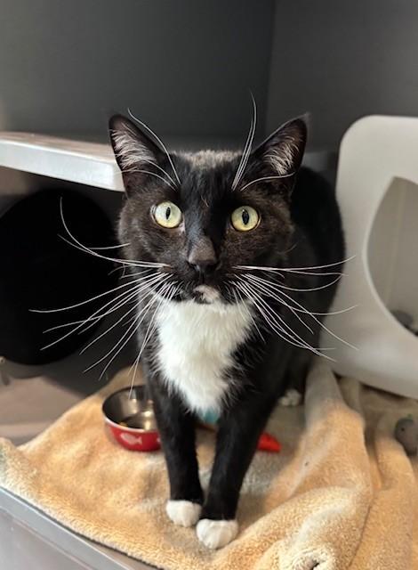 Enlarge MR. PENGUIN, a Adoptable Domestic Short Hair in Leesburg, VA image 1/1