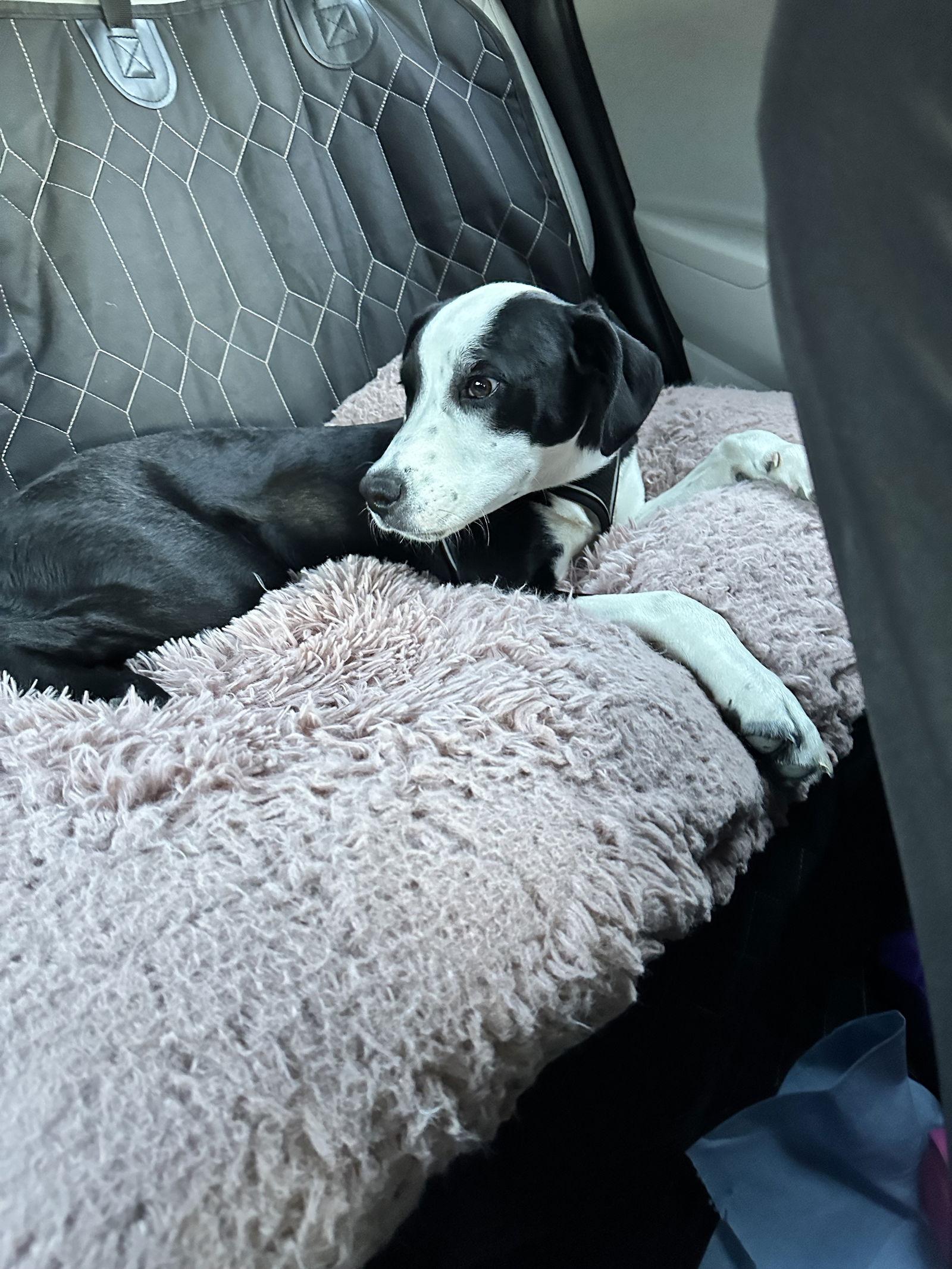 Rooster, Adoptable, Puppy Female Terrier.