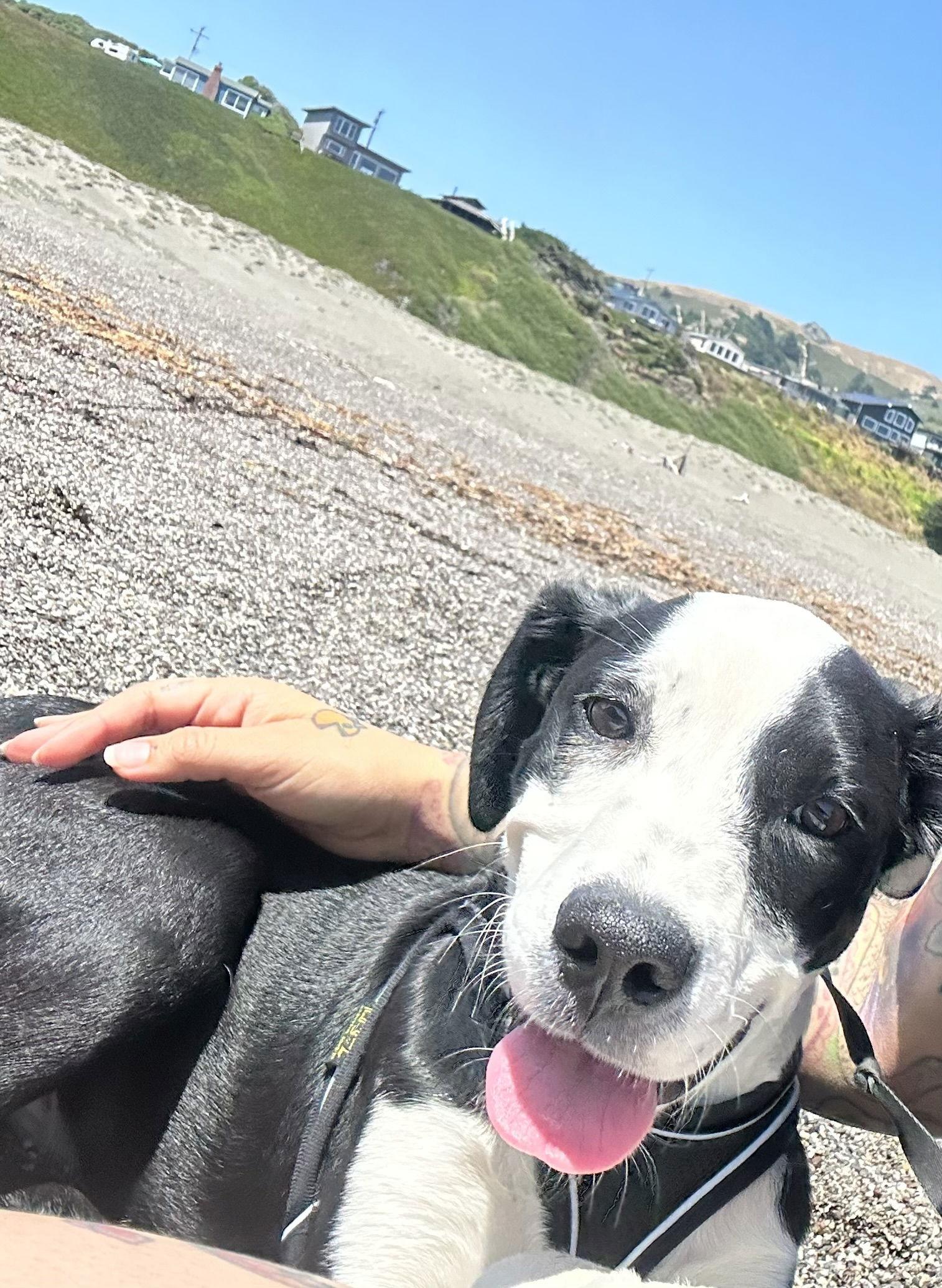 Enlarge Rooster, a Adoptable Terrier in Woodland, CA image 2/2