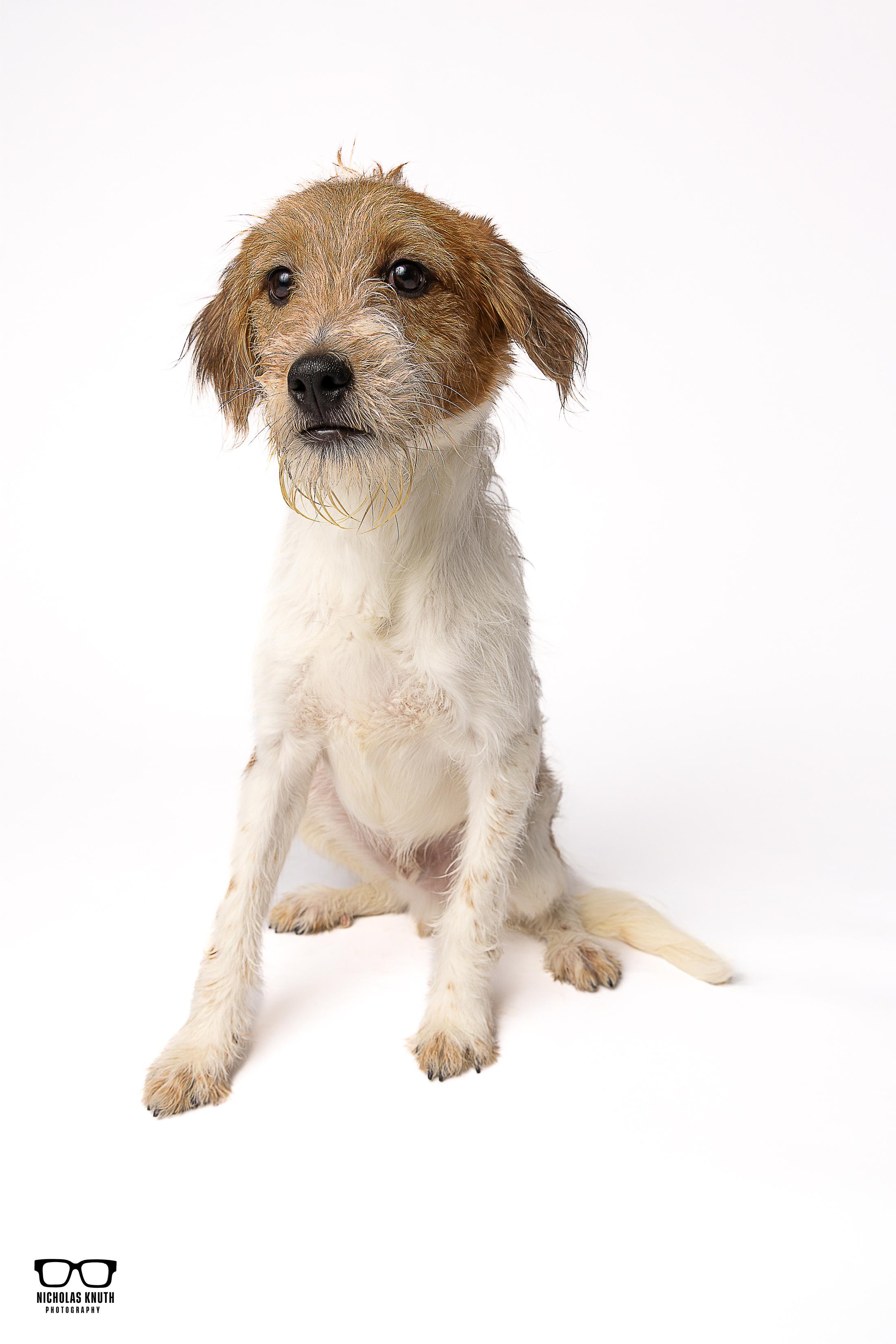 Enlarge Mork, a ADOPTABLE mixed breed in Palatine, IL image 5/5