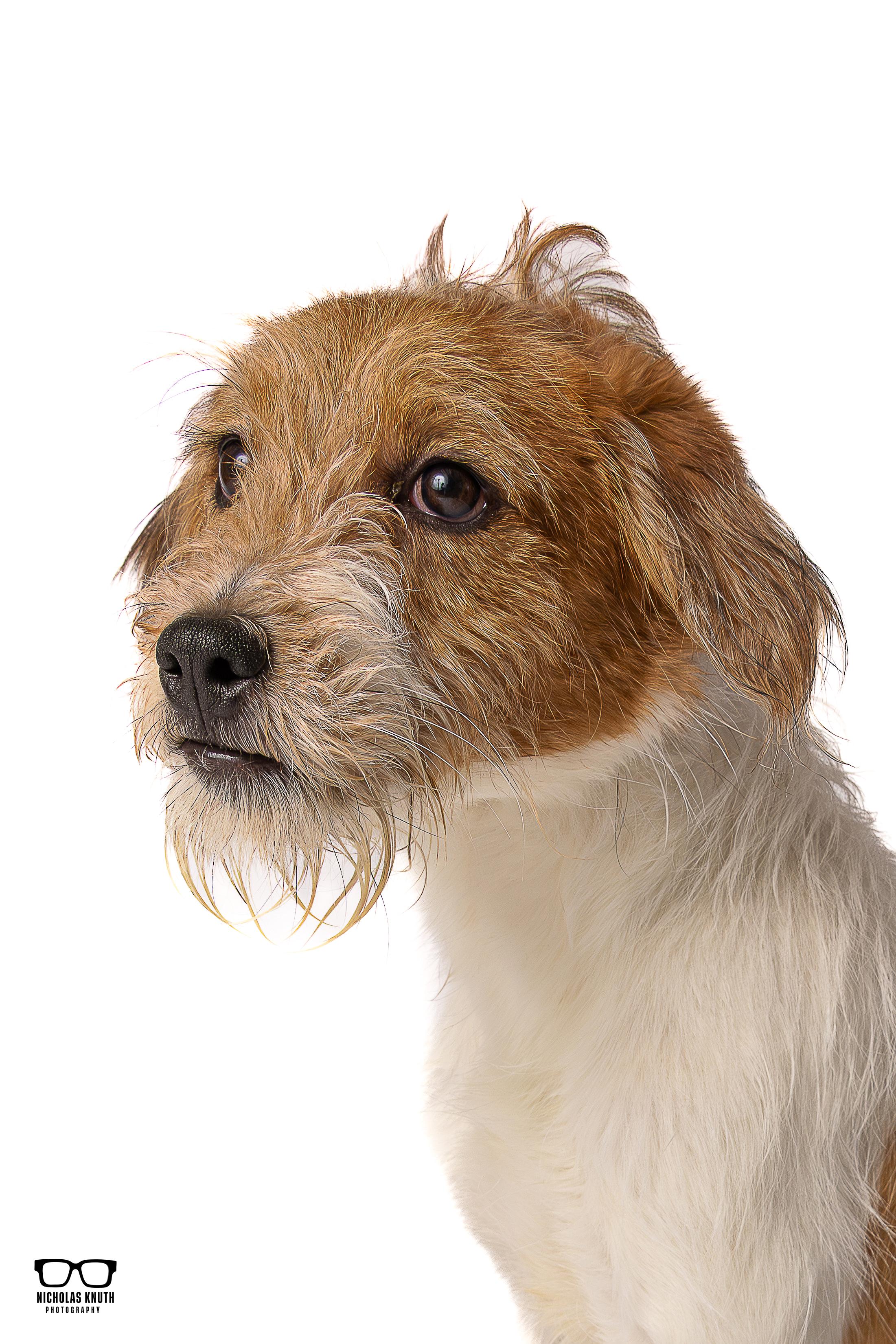 Mork, ADOPTABLE, Young Male Terrier.