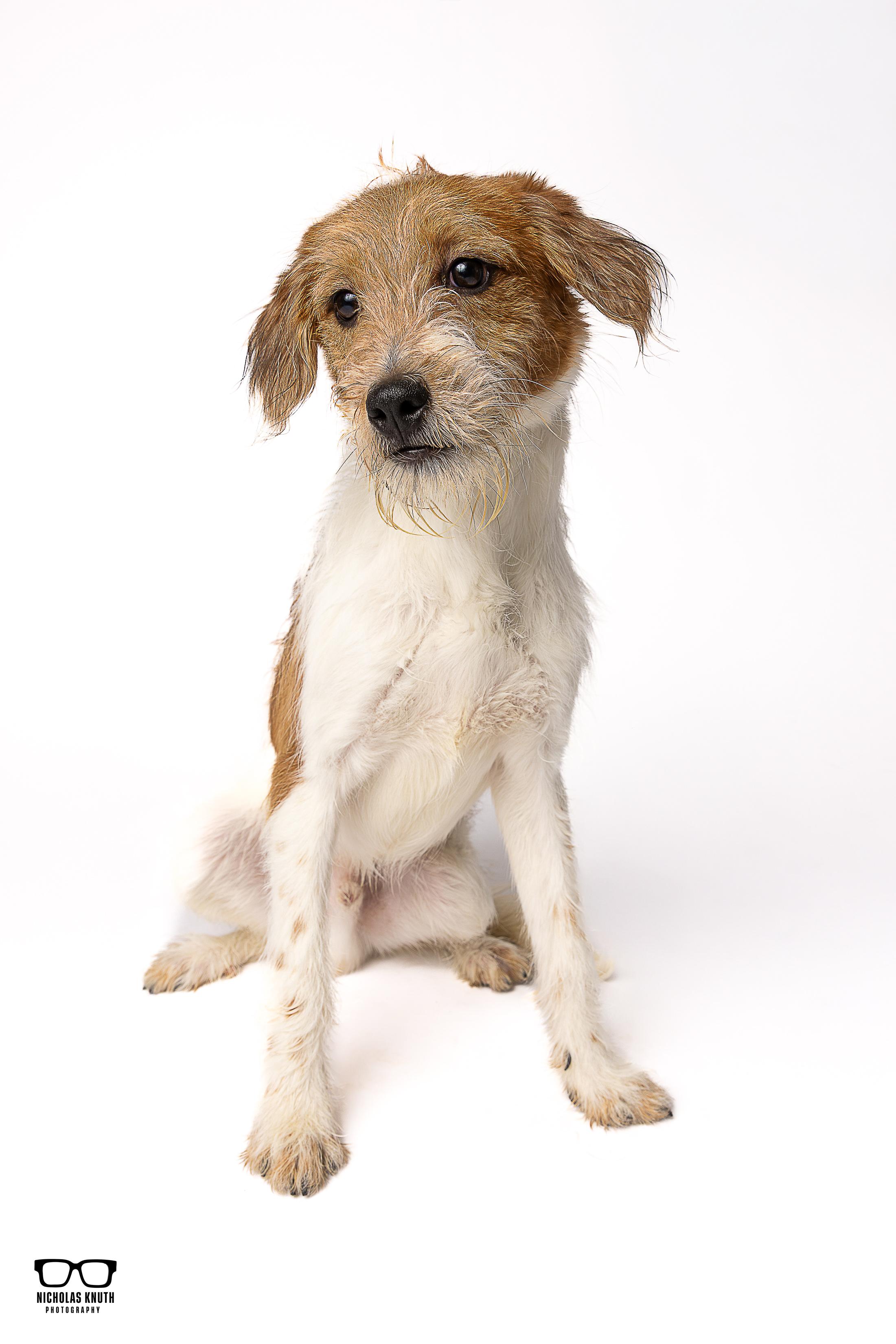 Enlarge Mork, a ADOPTABLE mixed breed in Palatine, IL image 4/5