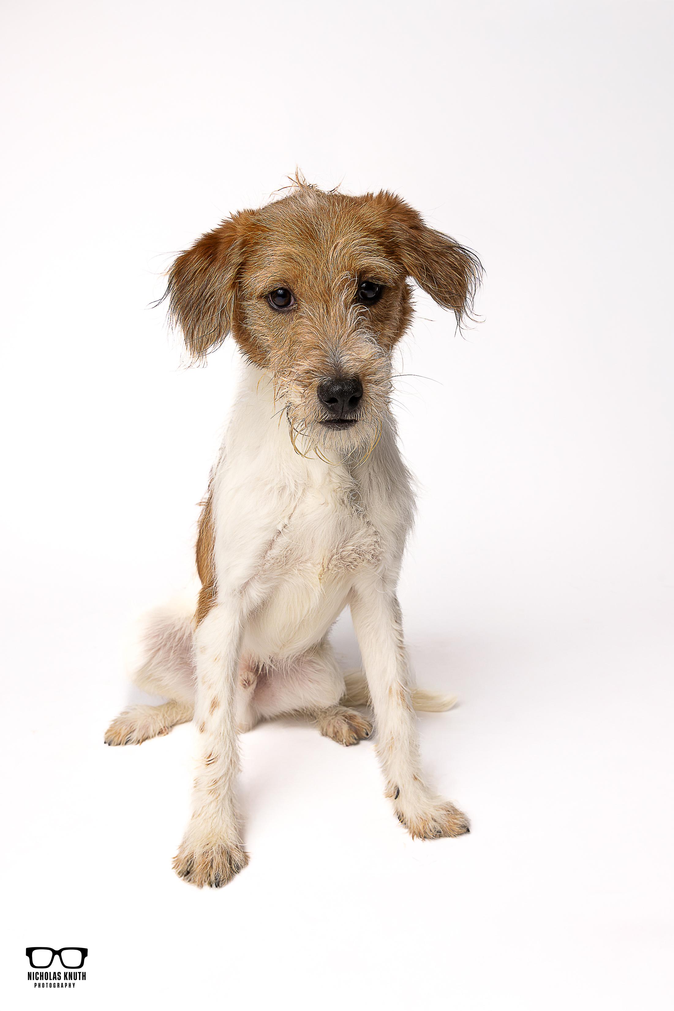 Enlarge Mork, a ADOPTABLE mixed breed in Palatine, IL image 3/5