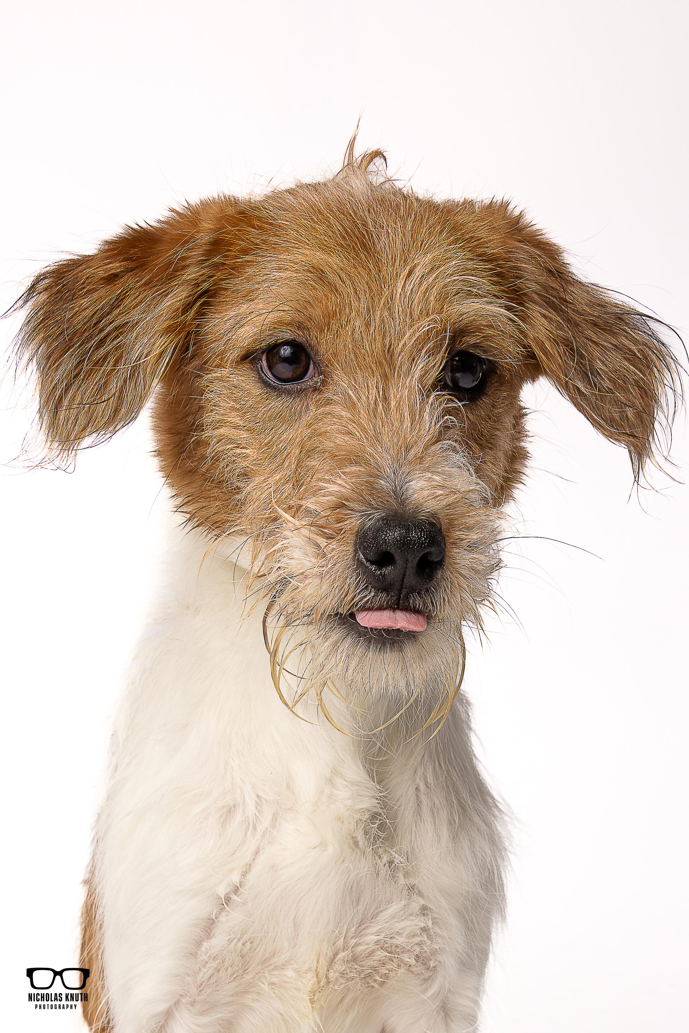 Enlarge Mork, a ADOPTABLE mixed breed in Palatine, IL image 2/5