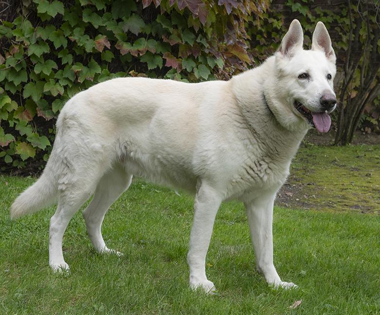 Blue, a Adoptable German Shepherd Dog in Chicago, IL image 1/5