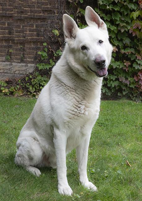Blue, a Adoptable German Shepherd Dog in Chicago, IL image 2/5