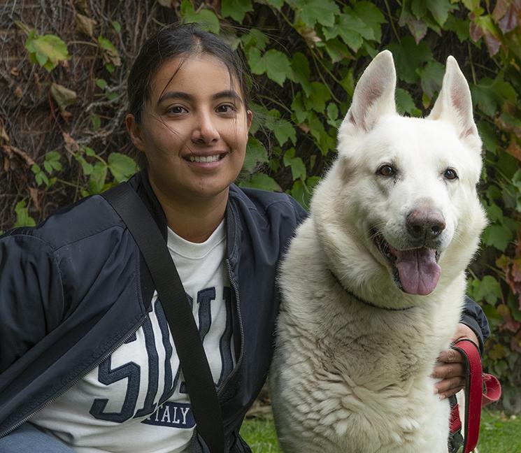 Blue, a Adoptable German Shepherd Dog in Chicago, IL image 3/5