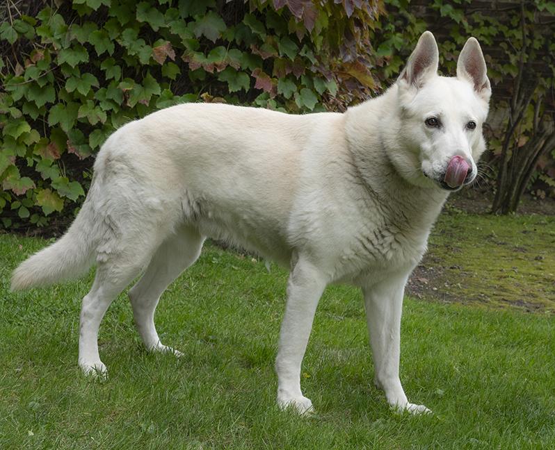 Blue, a Adoptable German Shepherd Dog in Chicago, IL image 5/5
