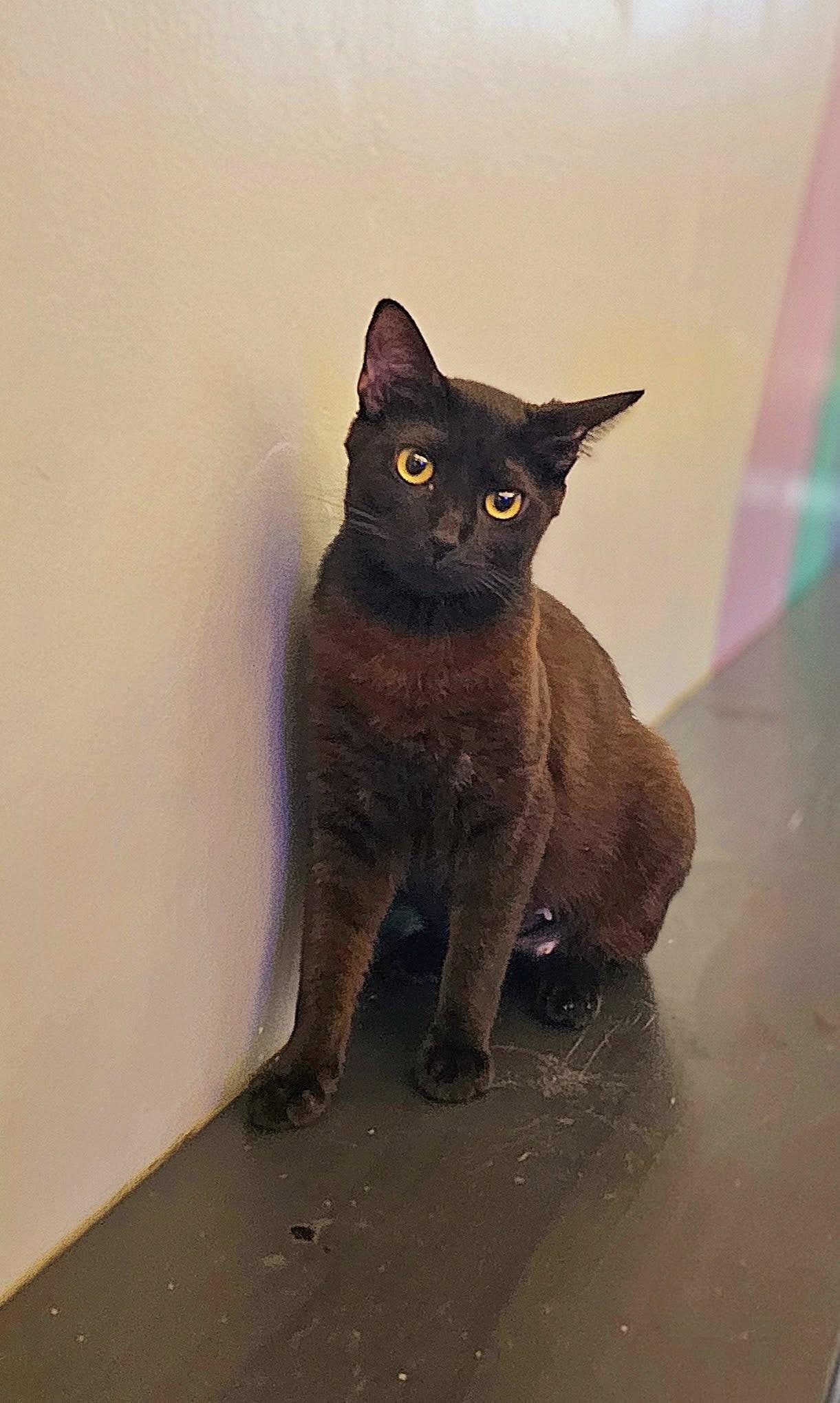 Feather, an adoptable Domestic Short Hair, Havana in Oak Ridge, TN, 37830 | Photo Image 2