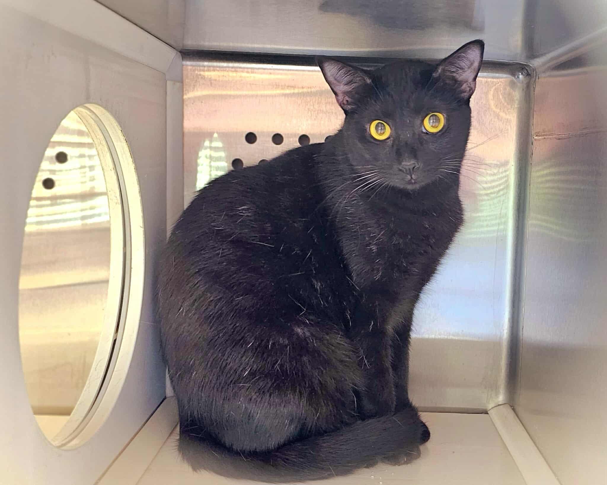 Feather, Adoptable, Young Female Domestic Short Hair & Havana.