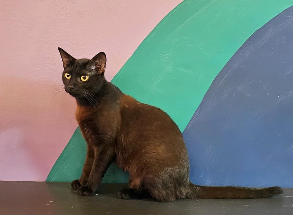 Feather, an adoptable Domestic Short Hair, Havana in Oak Ridge, TN, 37830 | Photo Image 3