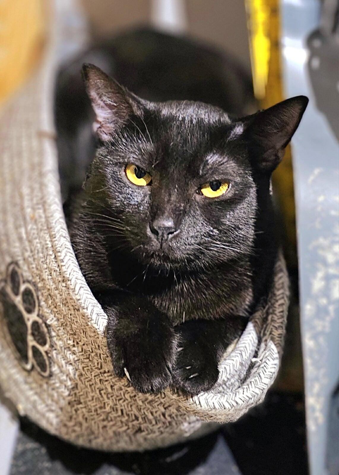 Feather, an adoptable Domestic Short Hair, Havana in Oak Ridge, TN, 37830 | Photo Image 1