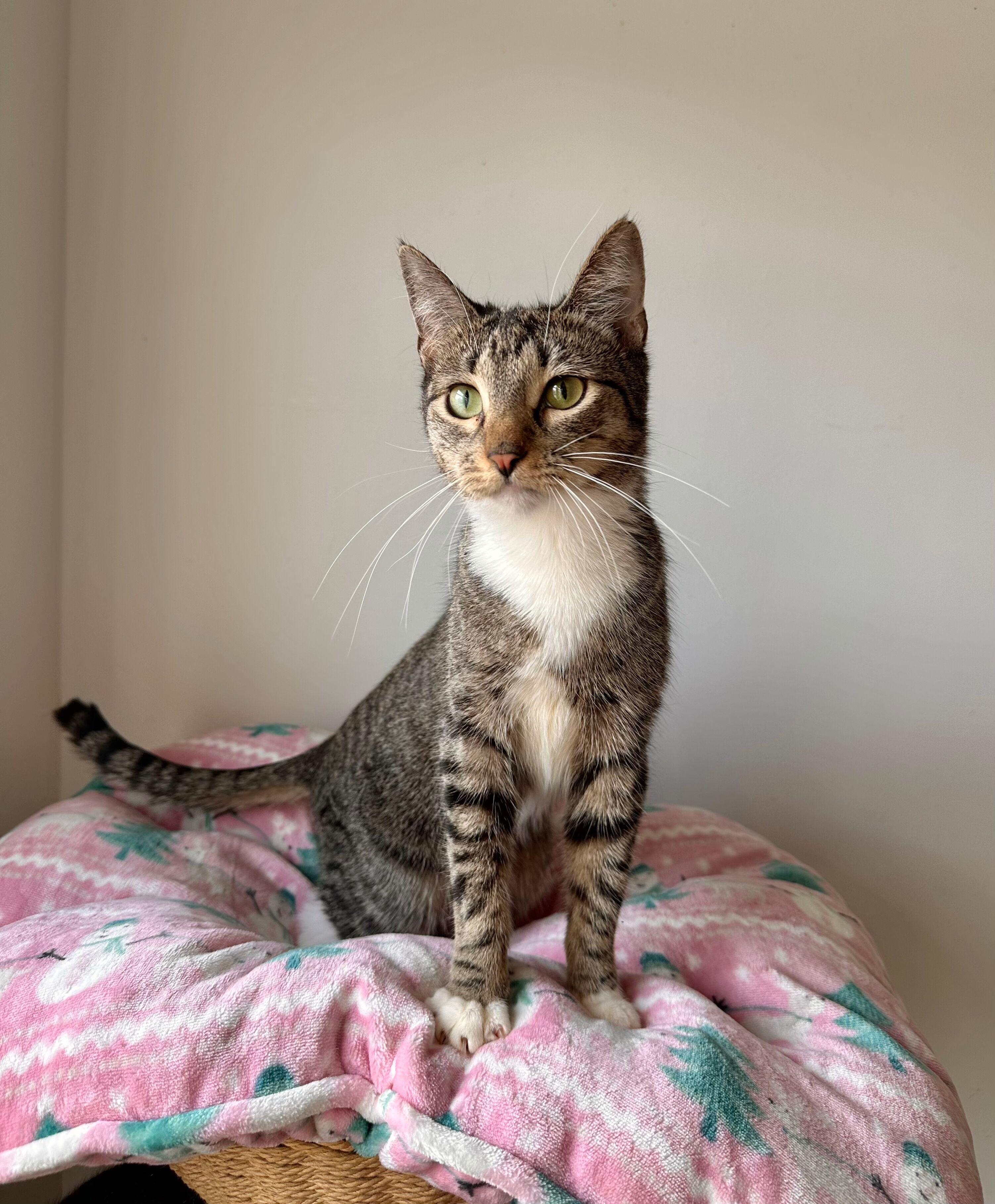 Enlarge HARLEY, a Adoptable Tabby in New York, NY image 5/5
