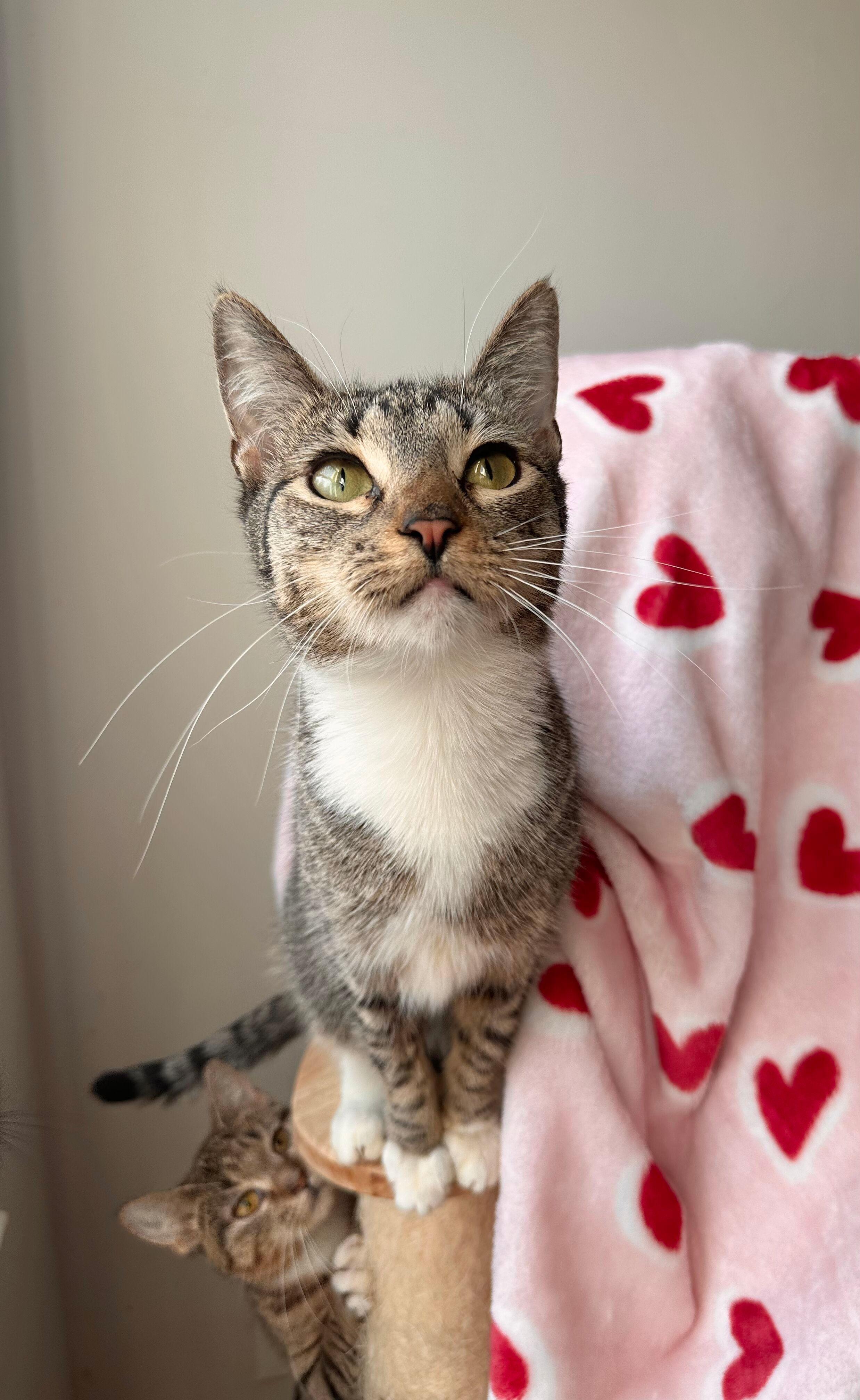 Enlarge HARLEY, a Adoptable Tabby in New York, NY image 2/5