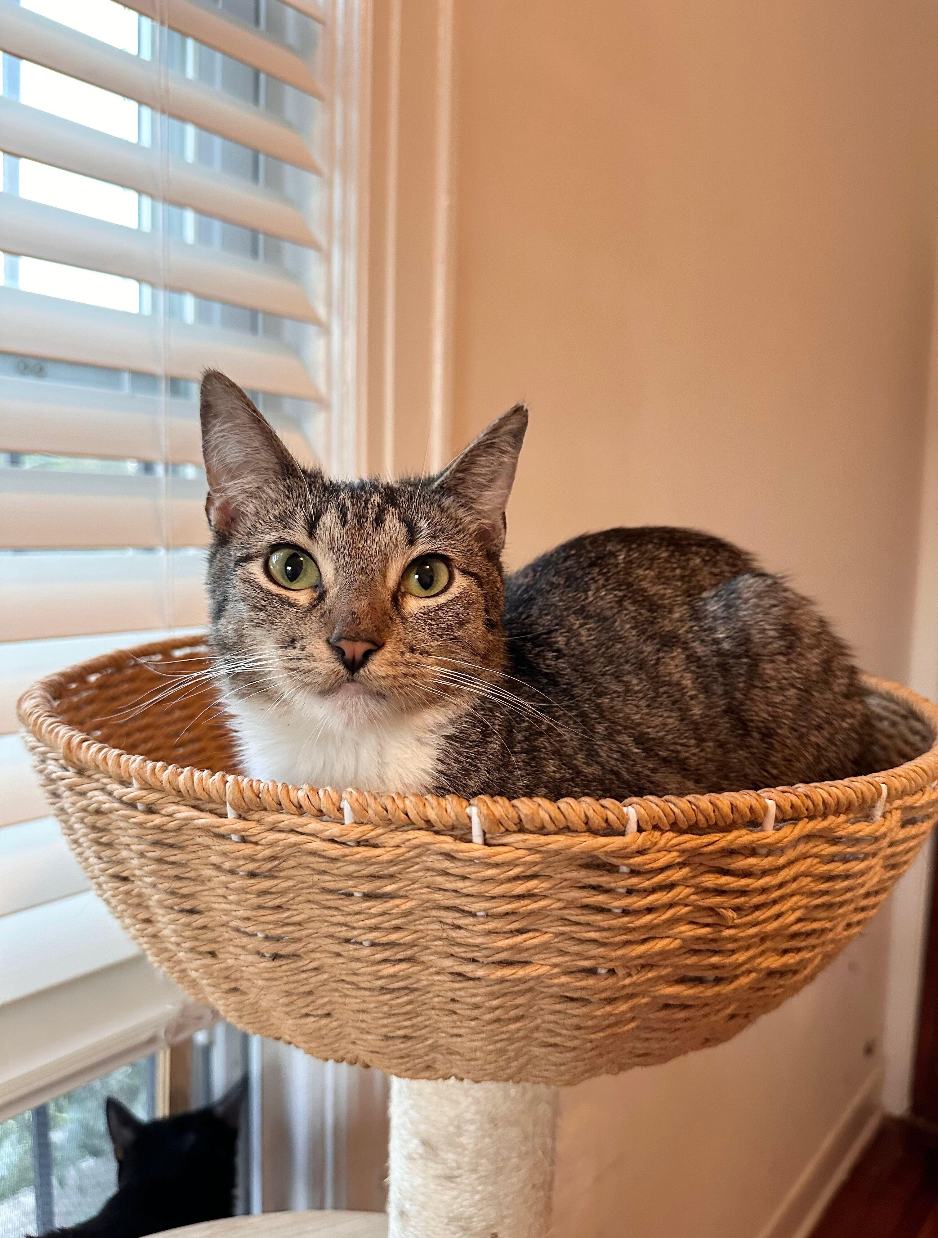 Enlarge HARLEY, a Adoptable Tabby in New York, NY image 4/5