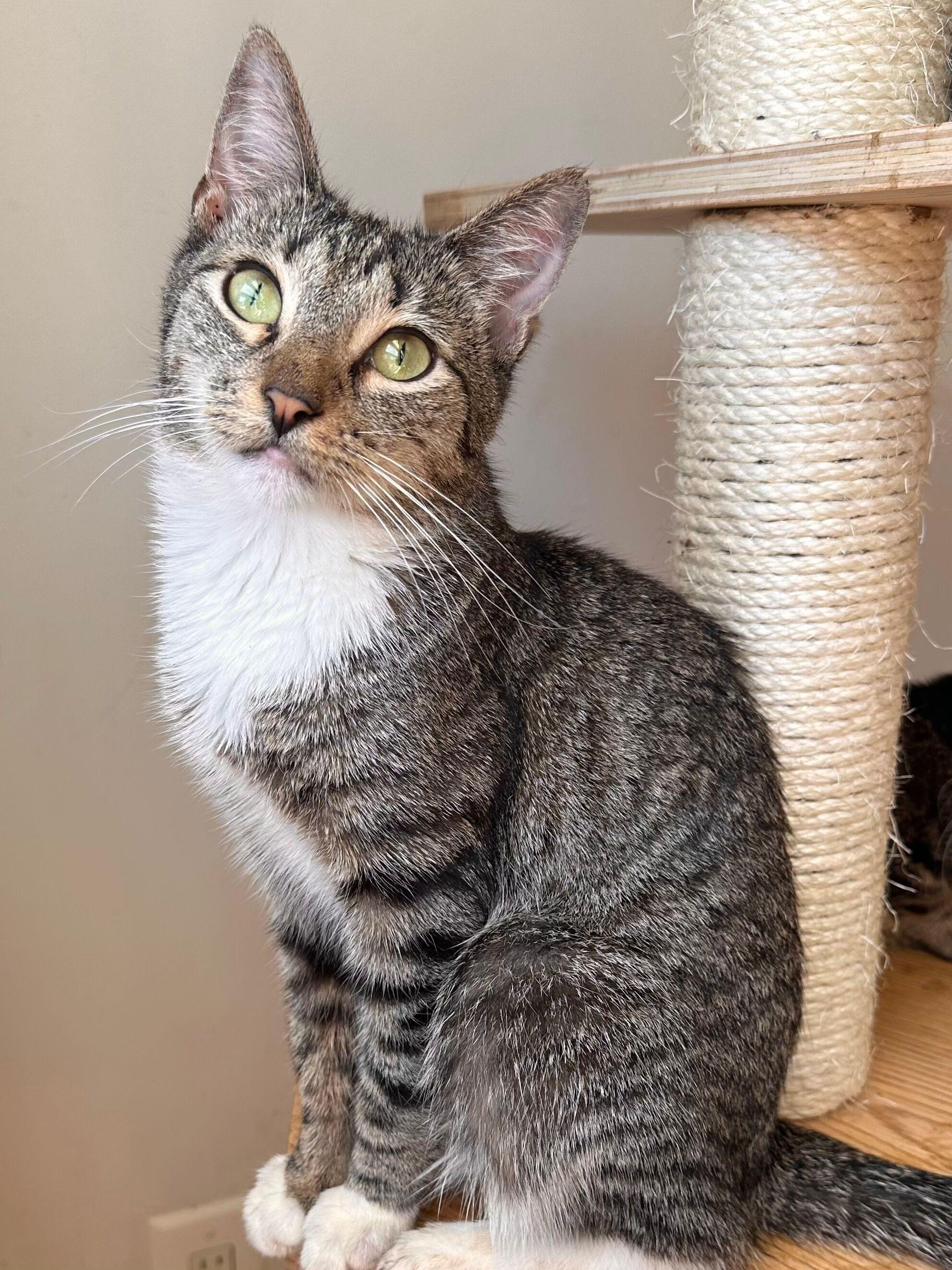 Enlarge HARLEY, a Adoptable Tabby in New York, NY image 3/5