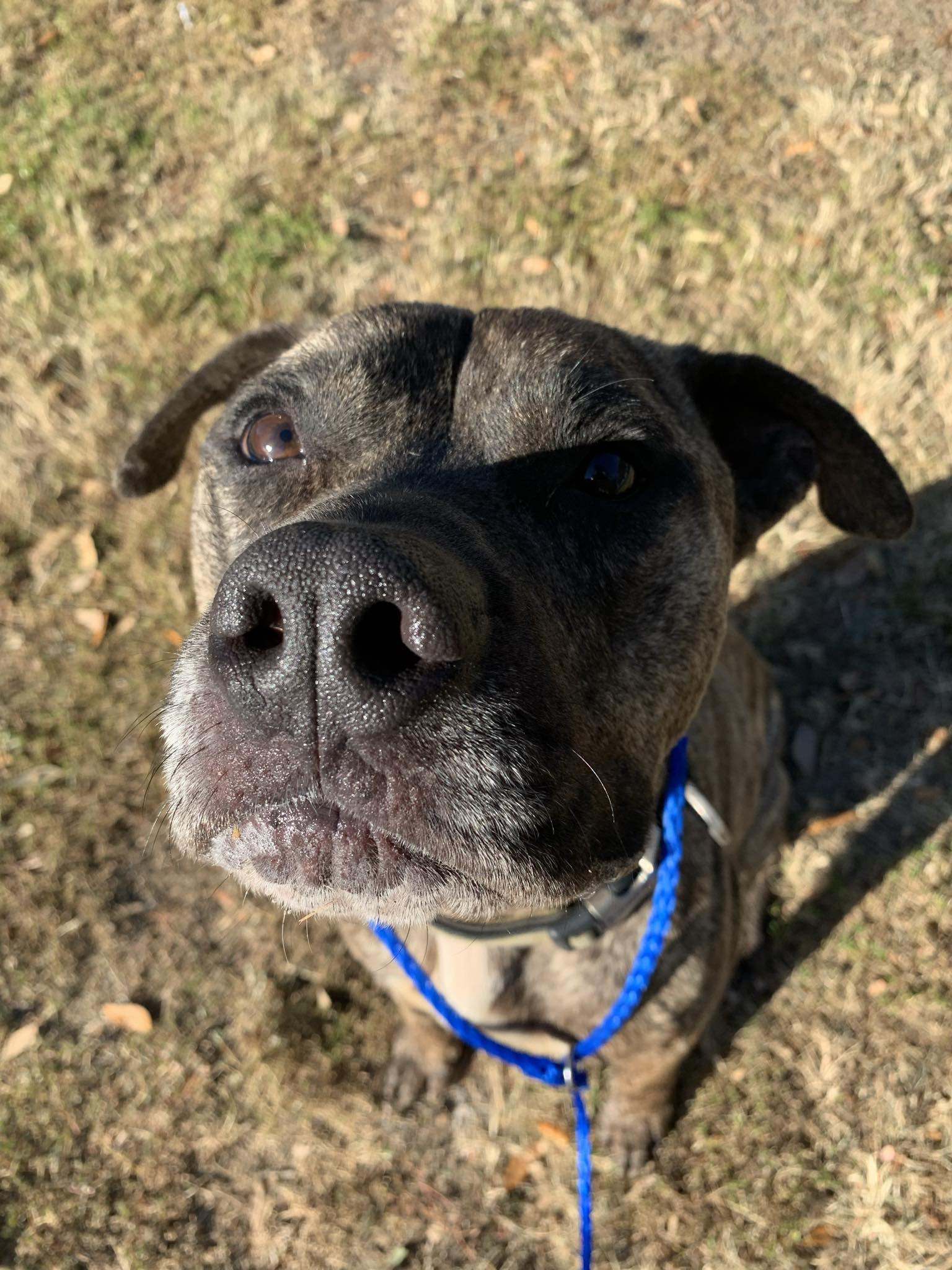 Romeo* (147223) (In a Foster Home), Adoptable, Adult Male Pit Bull Terrier.