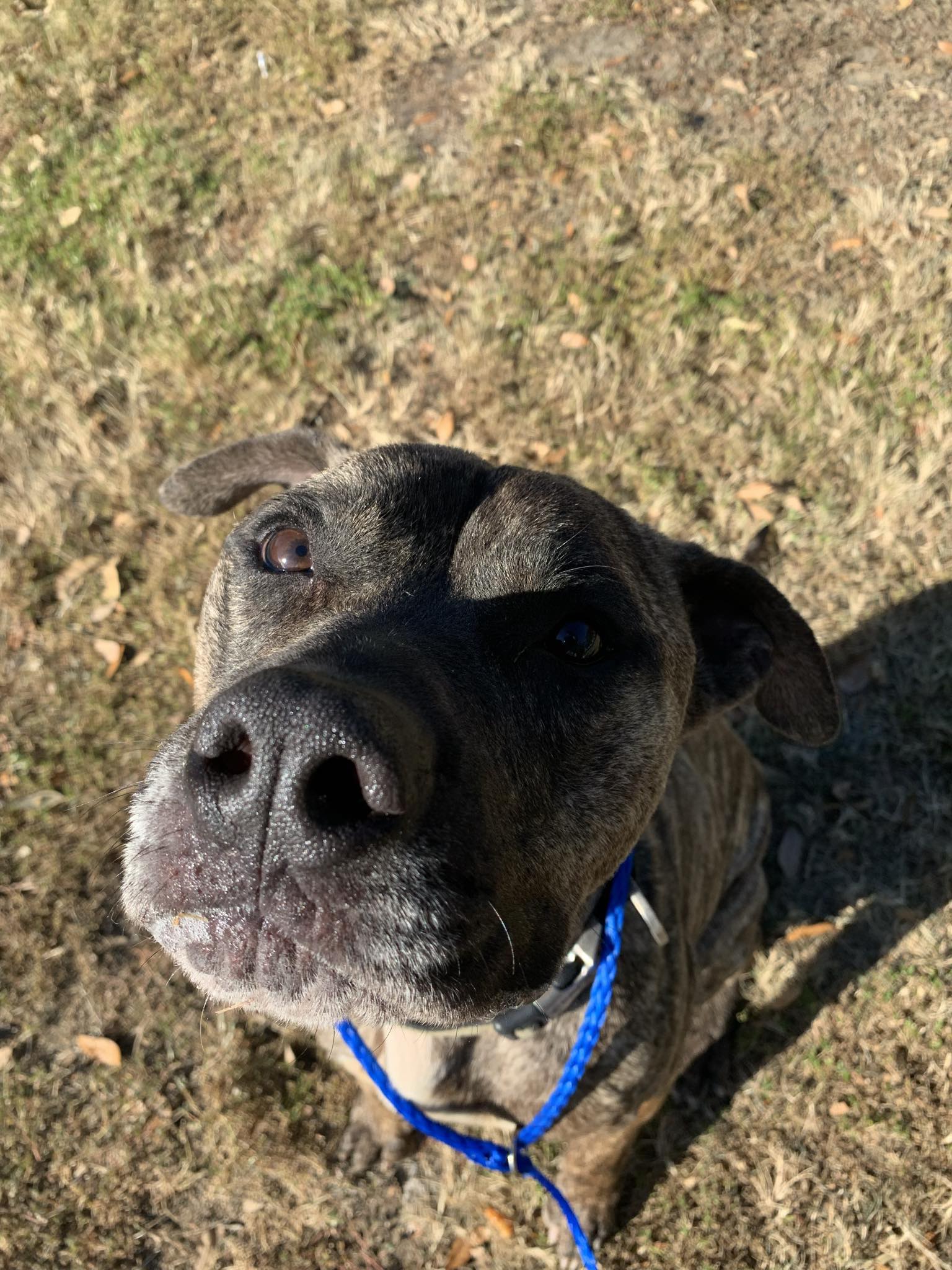 Enlarge Romeo* (147223) (In a Foster Home), a Adoptable mixed breed in Baton Rouge, LA image 2/3