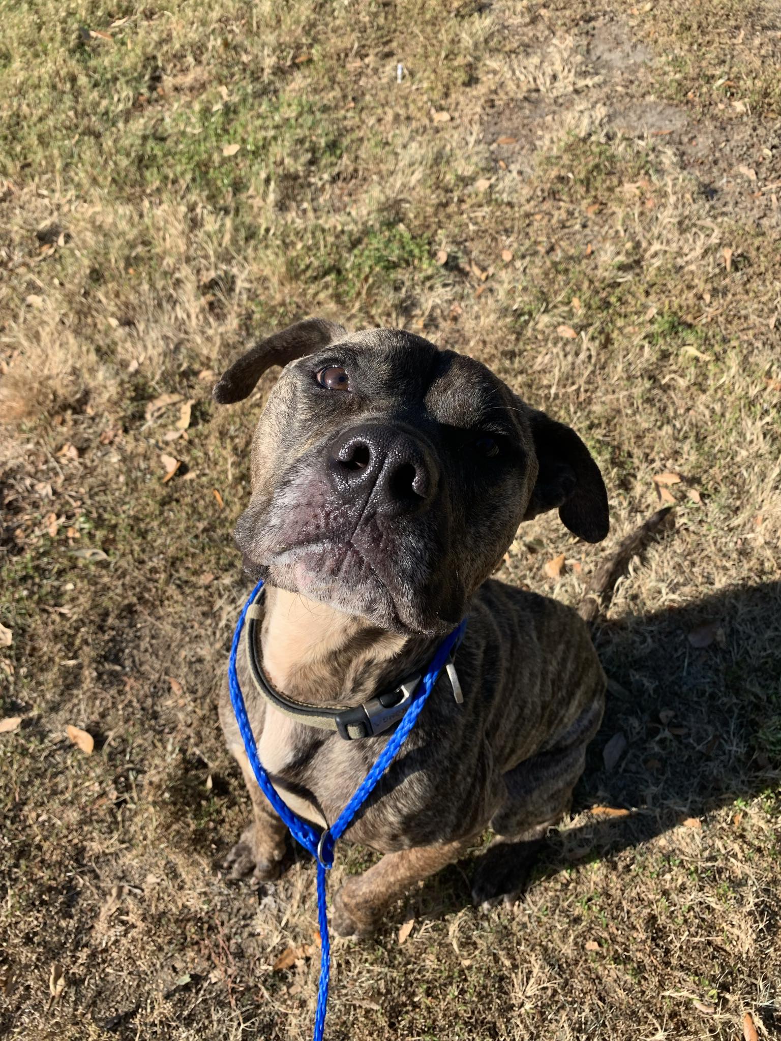 Enlarge Romeo* (147223) (In a Foster Home), a Adoptable mixed breed in Baton Rouge, LA image 3/3