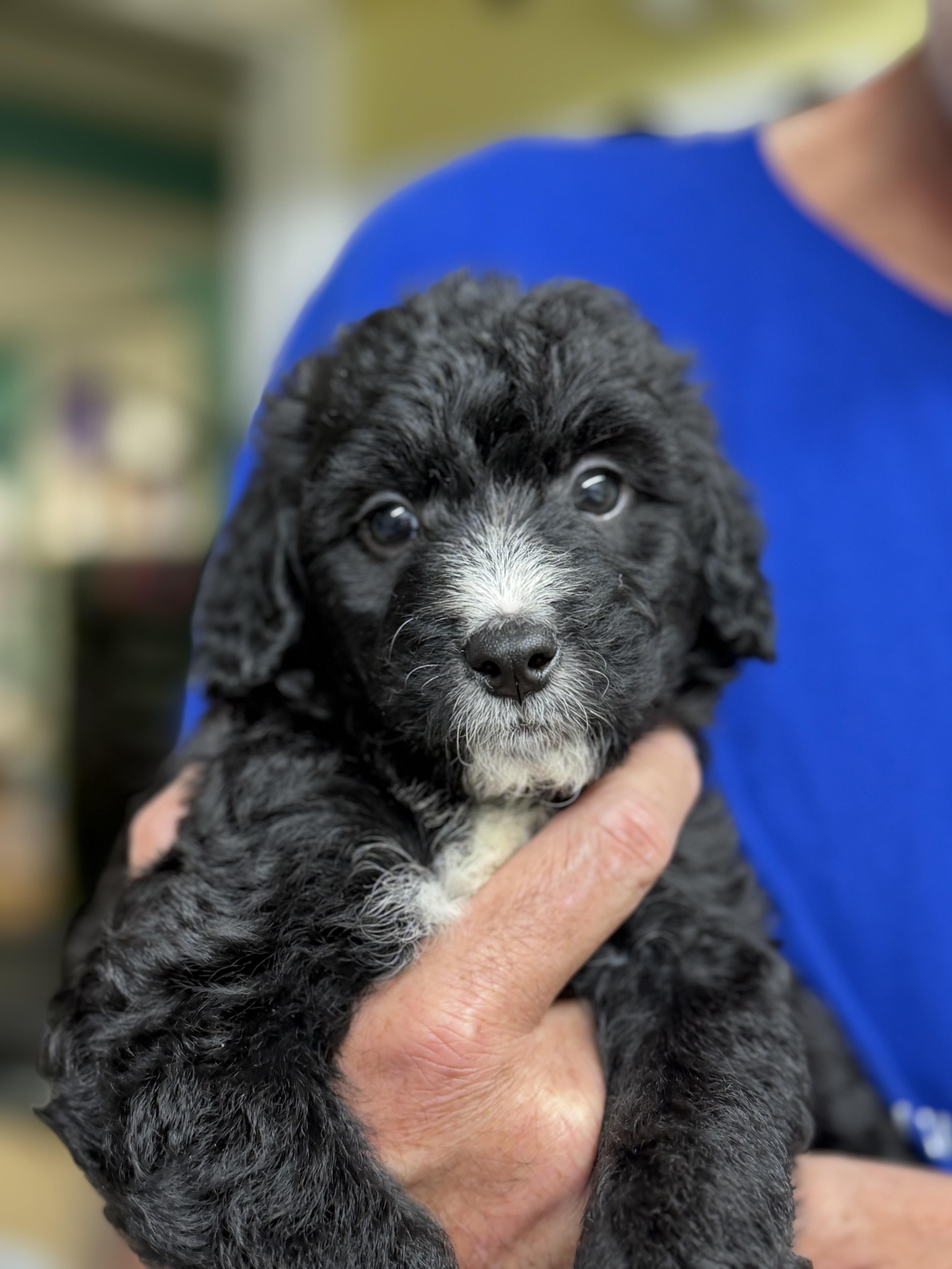 Lizzy, Adoptable, Puppy Female Labradoodle & Border Collie.