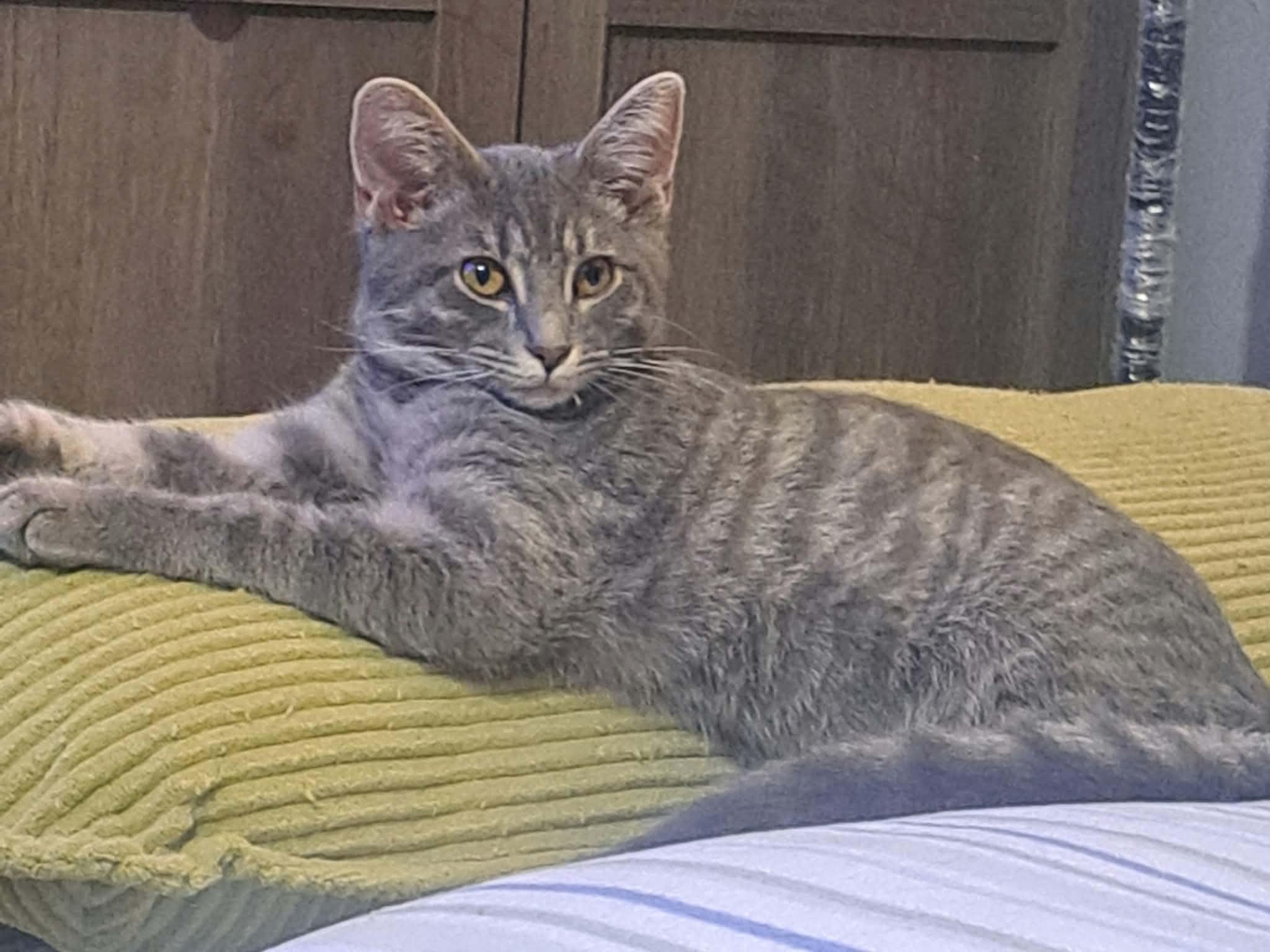 Enlarge Bella, a Adoptable Domestic Short Hair in Morgantown, WV image 2/2