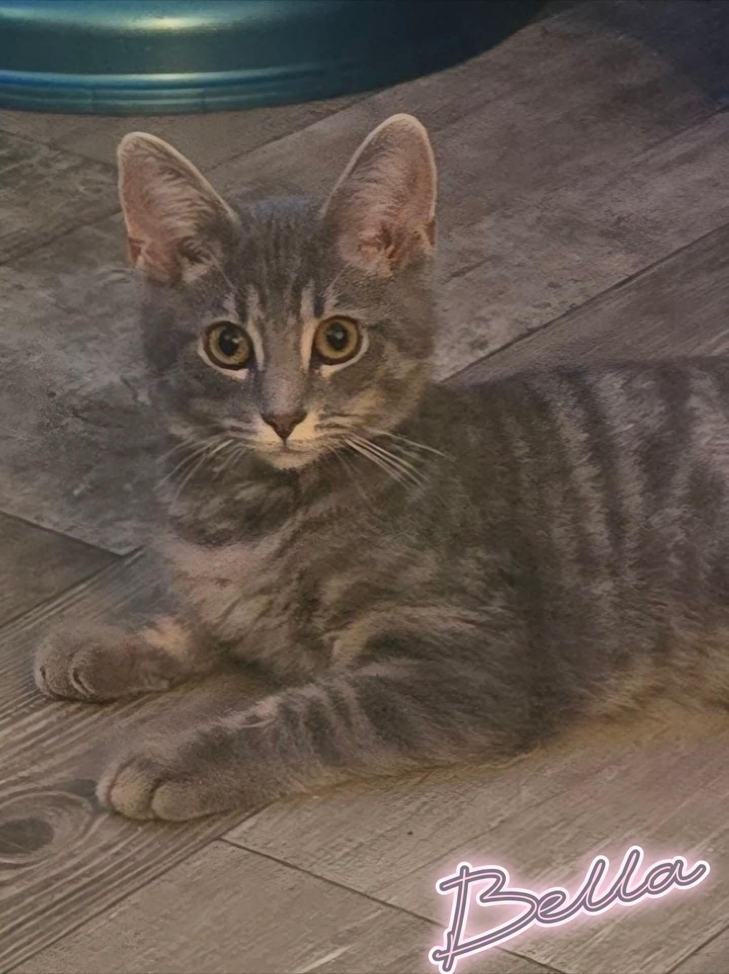 Enlarge Bella, a Adoptable Domestic Short Hair in Morgantown, WV image 1/2