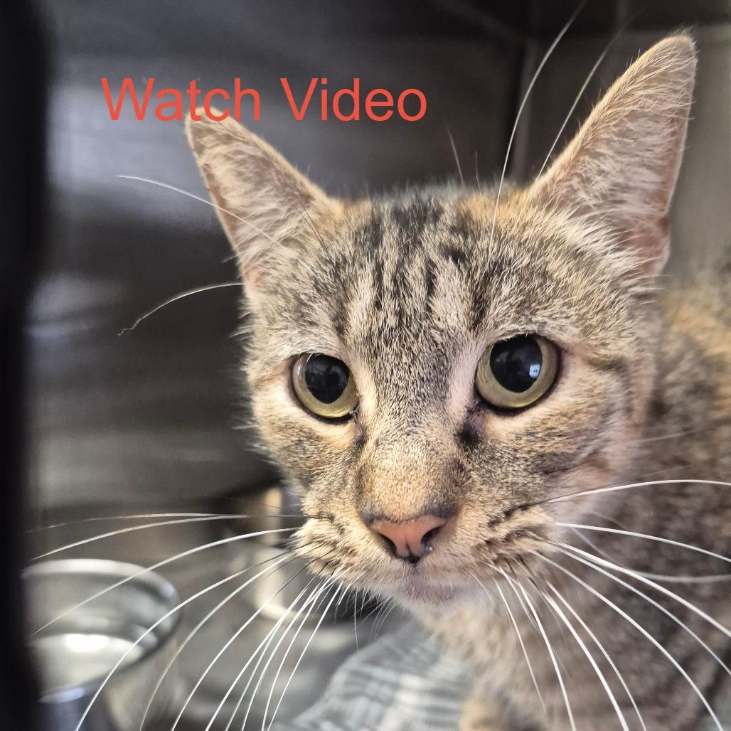 Hiawatha, Adoptable, Adult Female Domestic Short Hair.