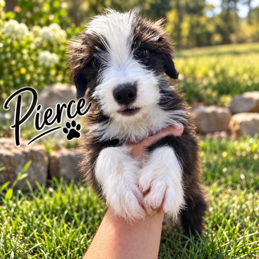Enlarge Pierce, a Adoptable mixed breed in Brownstown, IN image 1/1