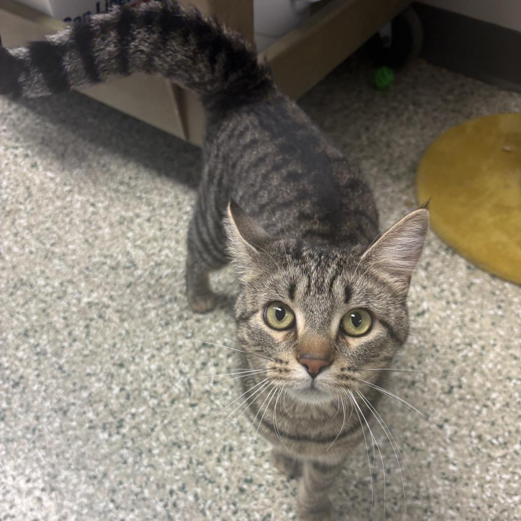 Enlarge Gemini, a Adoptable Domestic Short Hair in Cedar Rapids, IA image 1/1