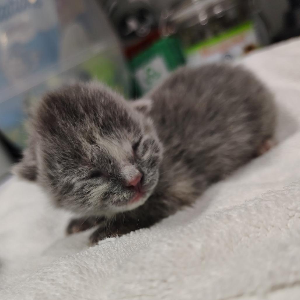 Ruth, Adoptable, Kitten Female Domestic Short Hair.