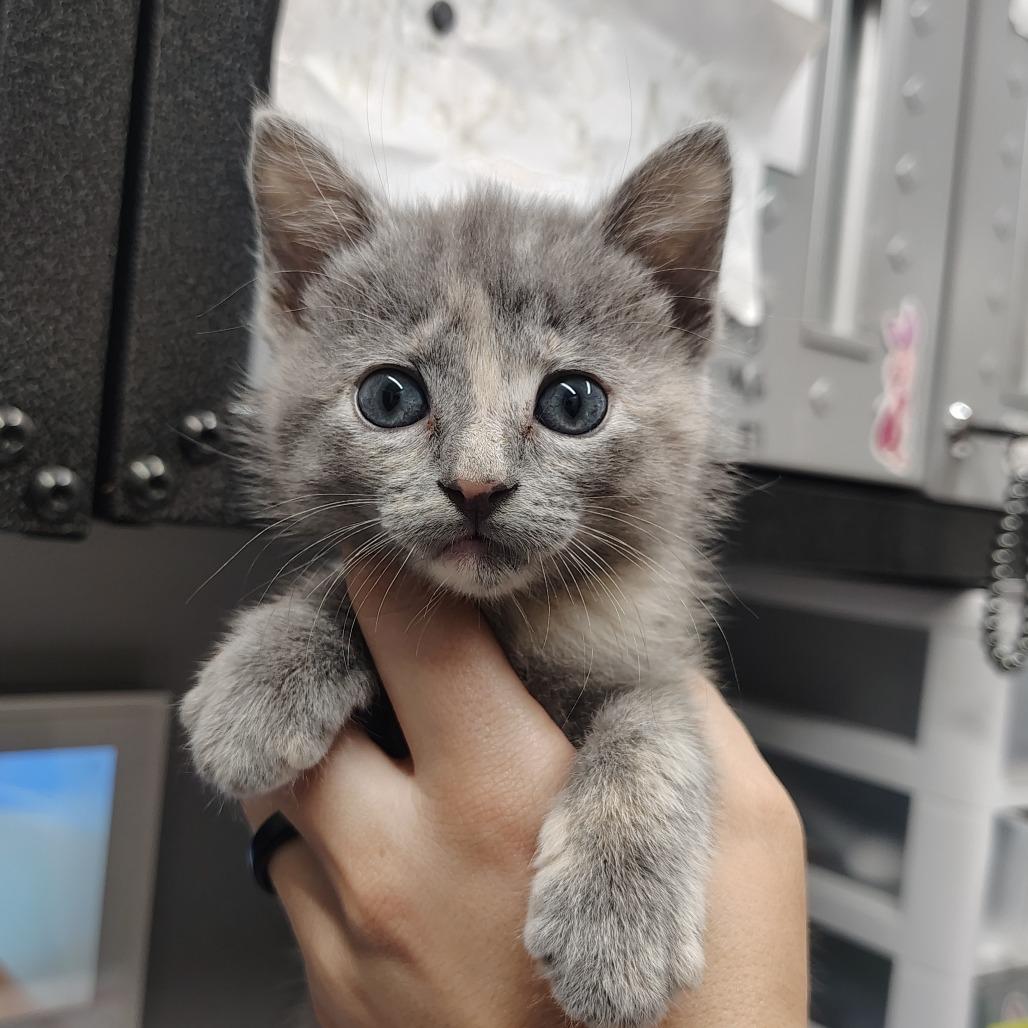 Ruth, a Adoptable Domestic Short Hair in Springtown, TX image 2/4