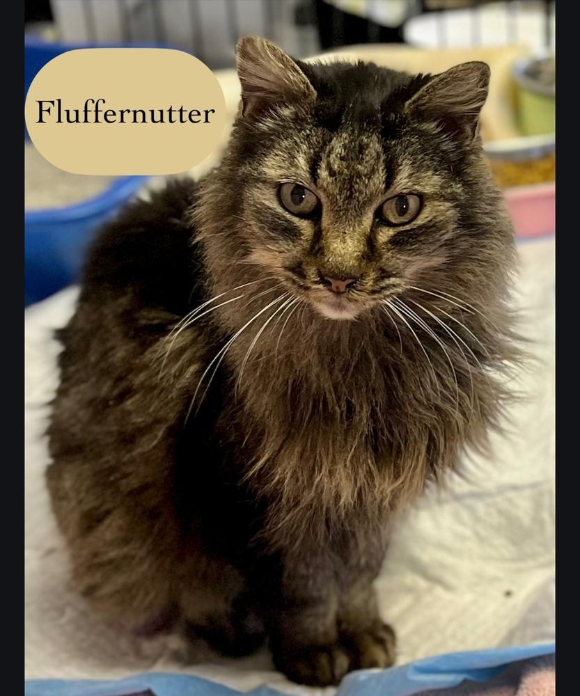 Enlarge Fluffernutter, a Adopted Domestic Long Hair in Chalfont, PA image 1/3