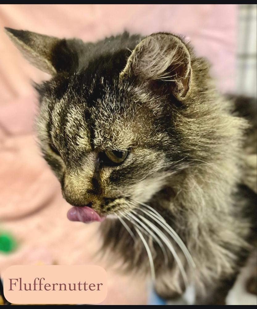 Enlarge Fluffernutter, a Adopted Domestic Long Hair in Chalfont, PA image 2/3