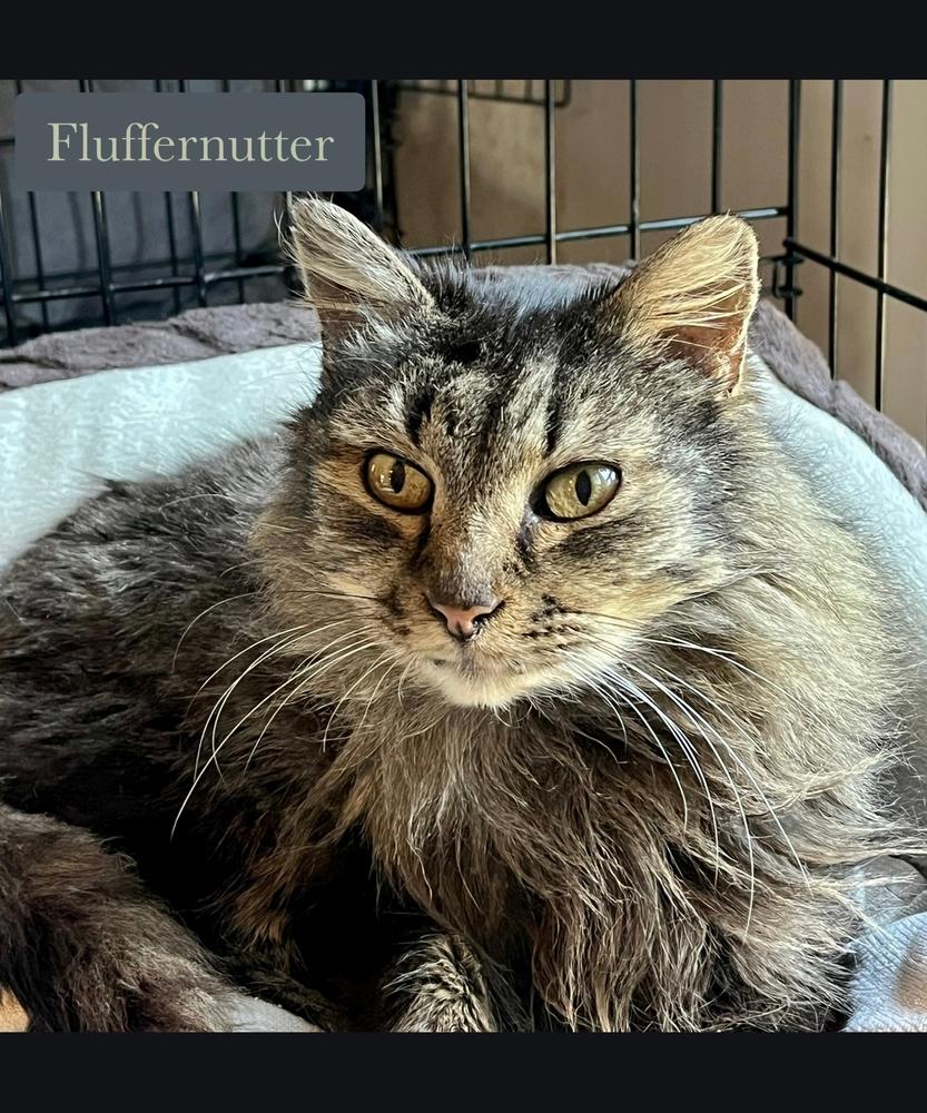Enlarge Fluffernutter, a Adopted Domestic Long Hair in Chalfont, PA image 5/5