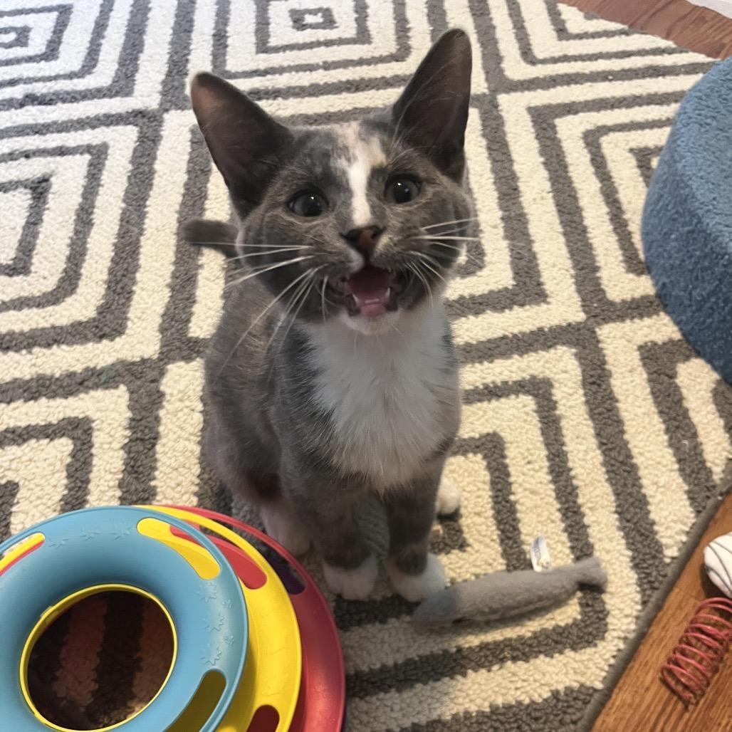 Jolene, Adoptable, Kitten Female Domestic Short Hair.
