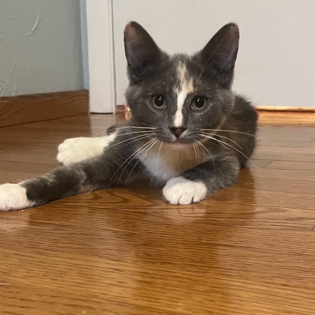 Enlarge Jolene, a Adoptable Domestic Short Hair in Gibsonia, PA image 2/6
