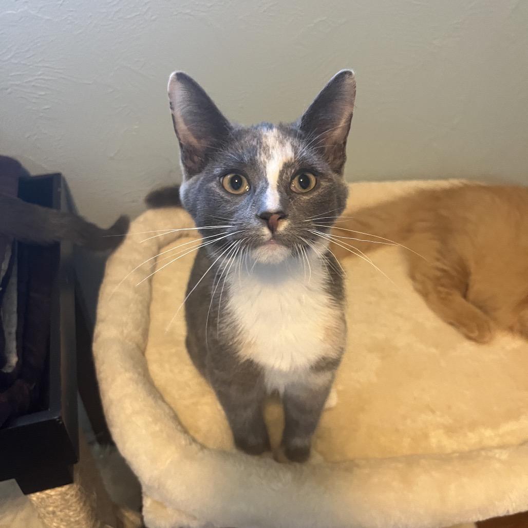 Enlarge Jolene, a Adoptable Domestic Short Hair in Gibsonia, PA image 3/6